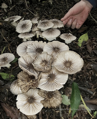 Agaricus endoxanthus