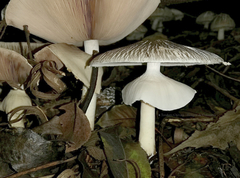 Agaricus endoxanthus