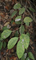 Ficus tinctoria gibbosa