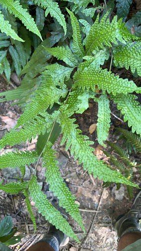 Tectaria phaeocaulis iNat (1)