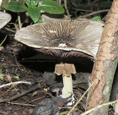 Agaricus endoxanthus