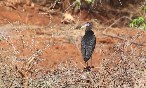 iNaturalist image