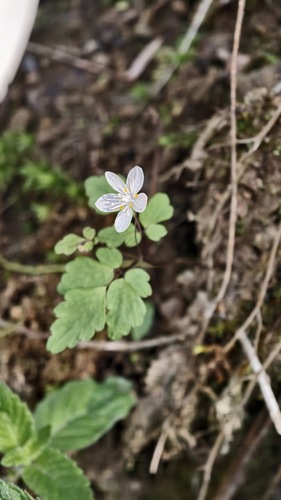 Dichocarpum auriculatum