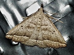 Lysimelia lenis