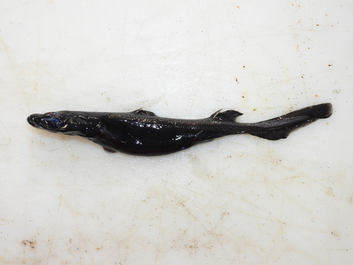 Black dogfish (Centroscyllium fabricii) — Etmopteridae