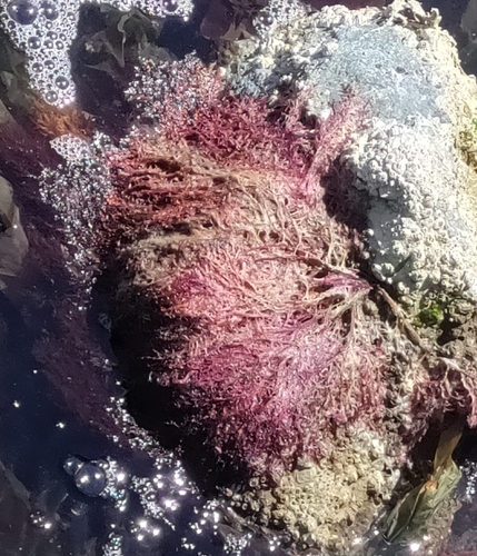 Delesseria decipiens observed 2026-05-18