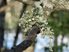 Ramalina sinensis