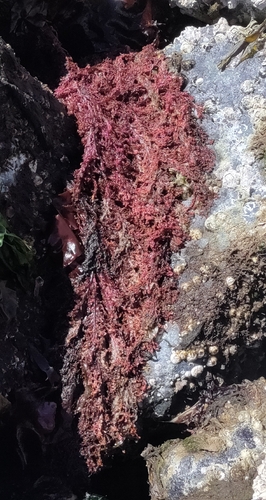 Delesseria decipiens observed 2026-05-18