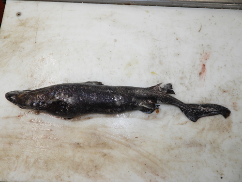 Black Dogfish