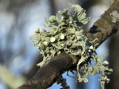 Ramalina sinensis