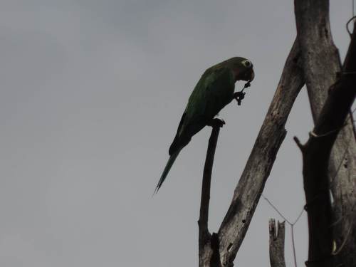 Cactus Parakeet