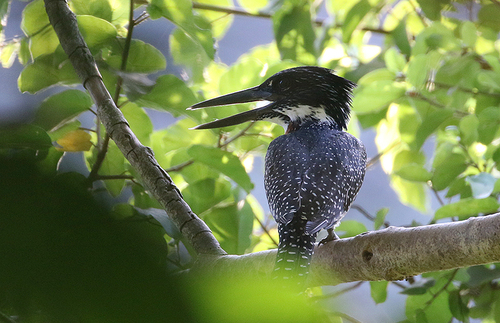 iNaturalist: (c) Peter Ericsson, some rights reserved (CC BY-NC), uploaded by Peter Ericsson iNaturalist image