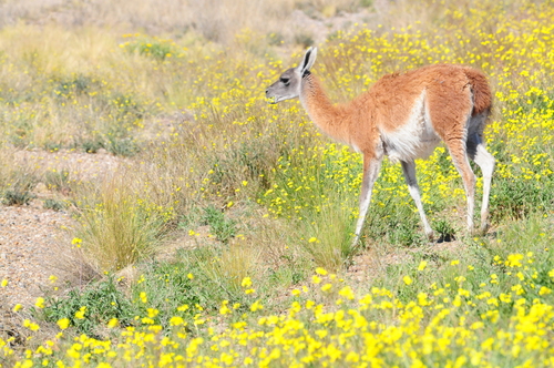 Guanaco, photo 7 of 7