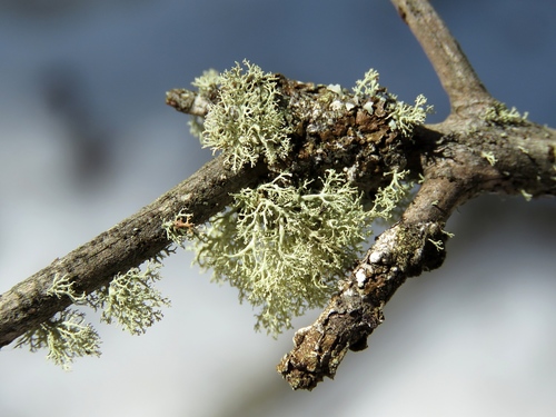 Frayed Ribbon Lichen