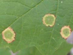 Acericecis ocellaris