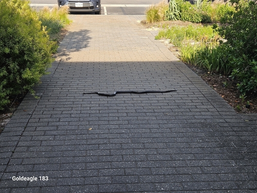 Black Rat Snake
