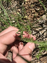Galium virgatum