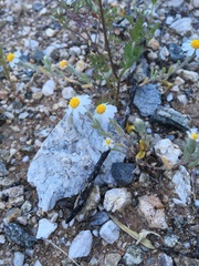 Eriophyllum lanosum