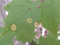 Acericecis ocellaris