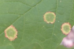 Acericecis ocellaris