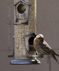 Haemorhous mexicanus