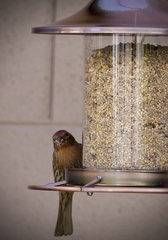 Haemorhous mexicanus