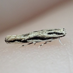 Melanocinclis lineigera