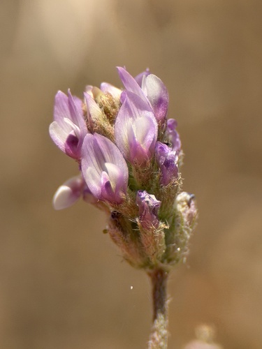 Astragalus didymocarpus observed 2026-05-18