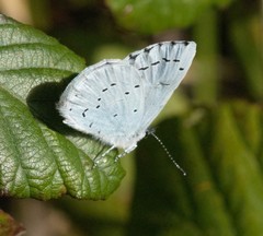 Celastrina argiolus