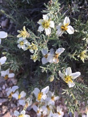 Zinnia acerosa