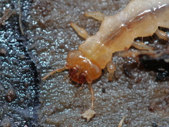 Dendroides