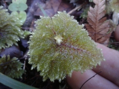 Dendrohypopterygium filiculiforme