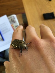 Protaetia cuprea