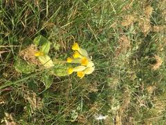 Primula veris