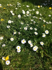 Bellis perennis
