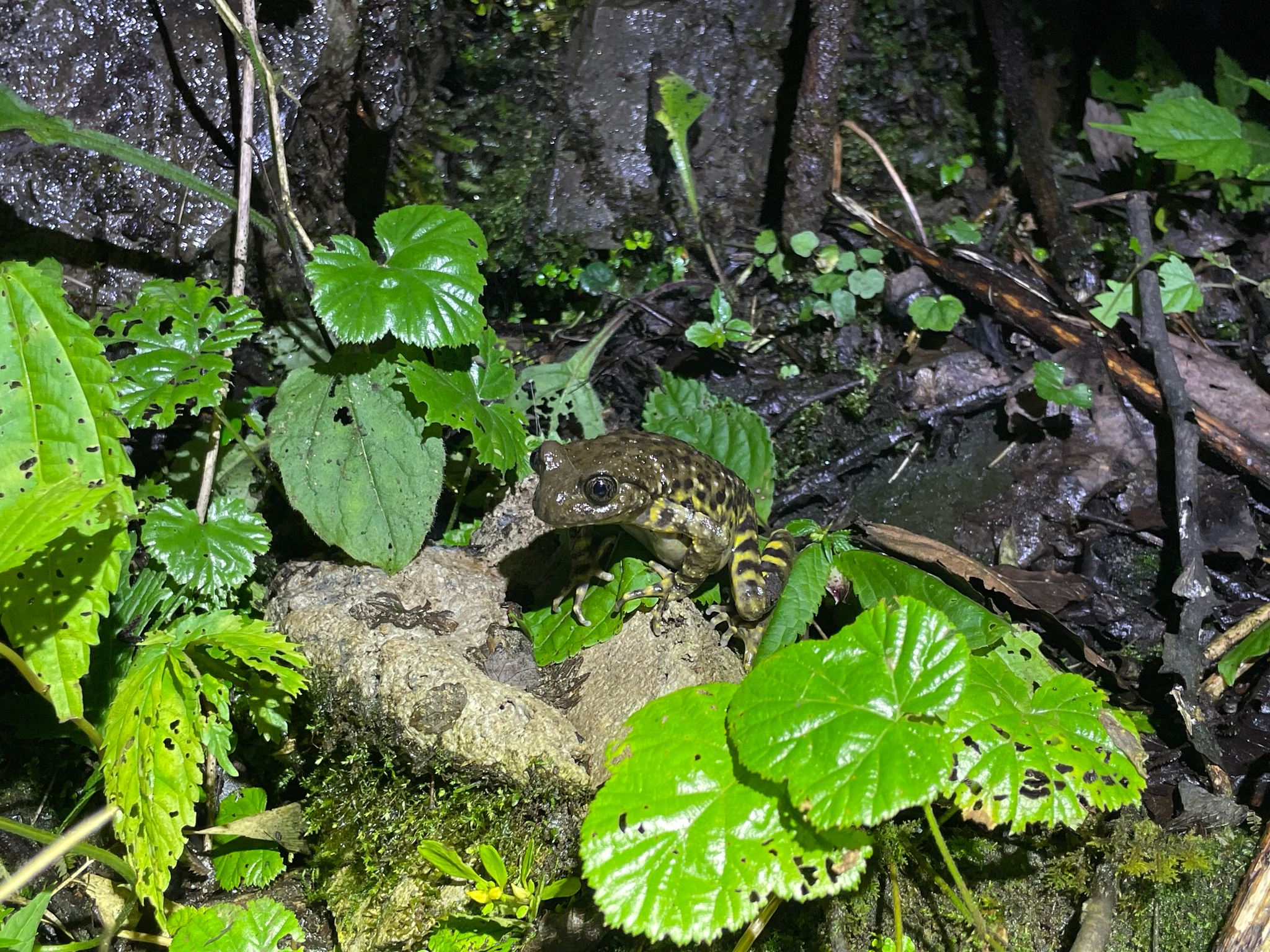 Common Lazy Toad