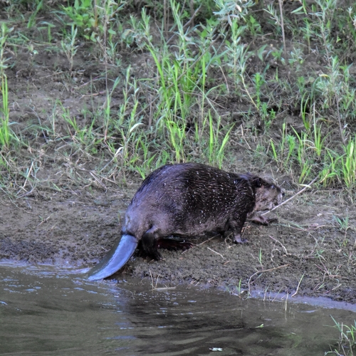 animal observation 2