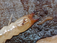 Dendroides