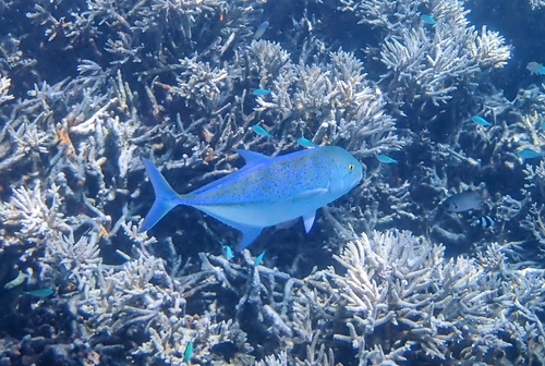 Bluefin Trevally