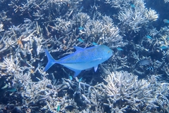 Bluefin Trevally