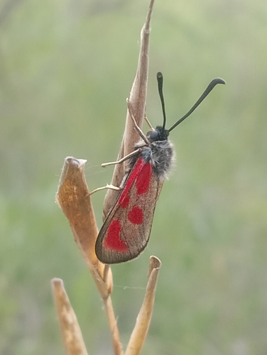 Slender Scotch Burnet, Местонахождение: 42,673448, 26,314111, photo 10 of 10