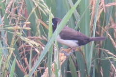 Lonchura leucogastroides