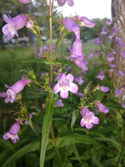 Penstemon tenuis