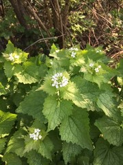 Alliaria petiolata