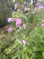 Penstemon tenuis