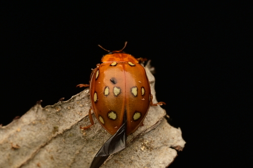 Harmonia eucharis