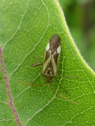 Liucerninė Žolblakė nuotrauka