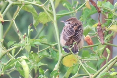 Cisticola juncidis