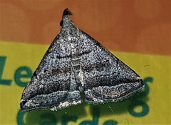 Lysimelia lenis