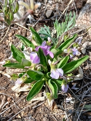 Viola gmeliniana, photograph Святослав Власенко, CC BY, iNaturalist via GBIF